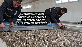 BÜYÜKŞEHİR'DEN  EGELİ VE AKDENİZLİ ÜRETİCİLERE  DUT FİDANI DESTEĞİ