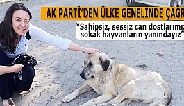 “Sahipsiz, sessiz can dostlarımız, sokak hayvanların yanındayız”