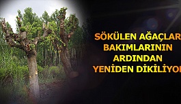 SÖKÜLEN AĞAÇLAR  BAKIMLARININ ARDINDAN  YENİDEN DİKİLİYOR