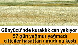 Kuraklıktan ekinler 1,5 ay önce sarardı