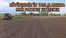 Büyükşehir’in tarlalarında mor patates yetişecek