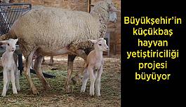 Küçükbaş  hayvan  yetiştiriciliği  projesi  büyüyor