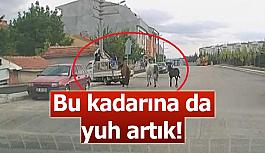 Kamyonetin arkasına bağladıkları atları acımasızca koşturdular