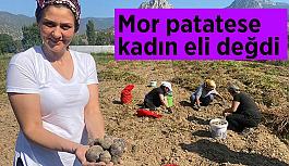 Mor patates gelirleriyle 134 kadına eğitim verildi, istihdam sağlandı