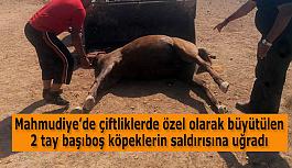 İlçede başıboş köpeklere çözüm bulunamıyor