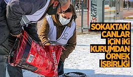 Büyükşehir ve Kent Konseyi’nden sokakta yaşayan canlar için işbirliği