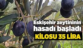 Eskişehir’de zeytin hasadı başladı