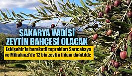 Sarıcakaya ve Mihalgazi’de 12 bin zeytin fidanı dağıtıldı: