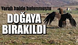 Kara akbaba özgürlüğe kanat çırptı