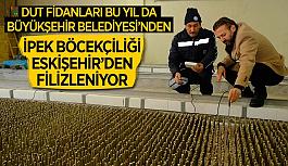 300 binden fazla dut fidanını üreticiyle buluştu